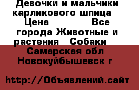 Девочки и мальчики карликового шпица  › Цена ­ 20 000 - Все города Животные и растения » Собаки   . Самарская обл.,Новокуйбышевск г.